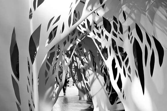 An Ephemeral Forest