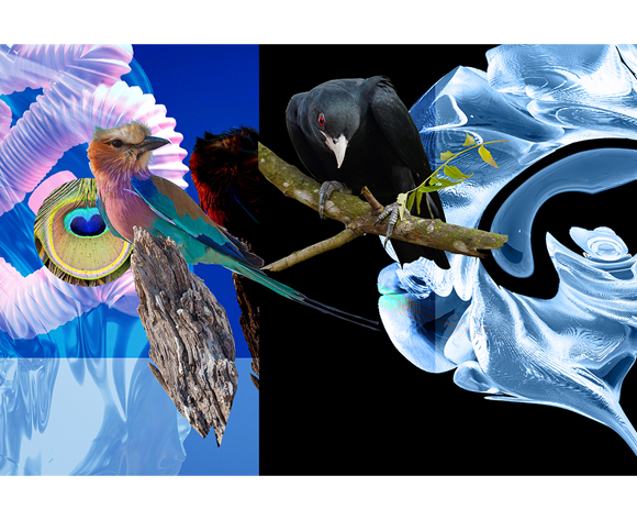 Machas James Dawe - Birds